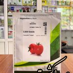 بذر گوجه فرنگی بدرو
